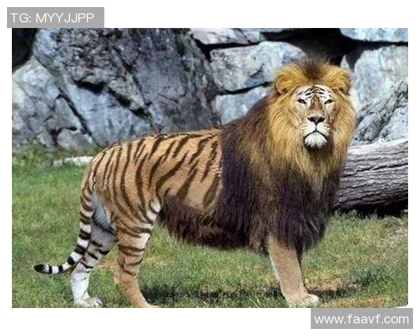 足球明星与宠物老虎的奇妙生活揭秘,探寻他们的深厚情谊与共同冒险 足球明星与宠物老虎的奇妙生活揭秘,探寻他们的深厚情谊与共同冒险